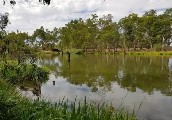 Major's Creek, Mitchellstown at the crossing point where Edward drowned. This Creek is also known as Mitchell's Creek and had previously been known as McBean Creek.