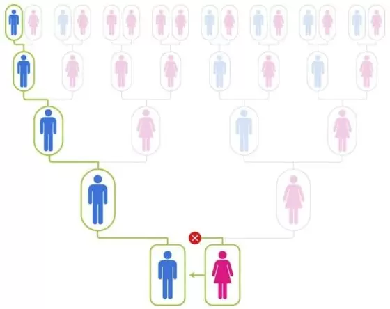 The path of the Y DNA, which only follows the father's father's father line.